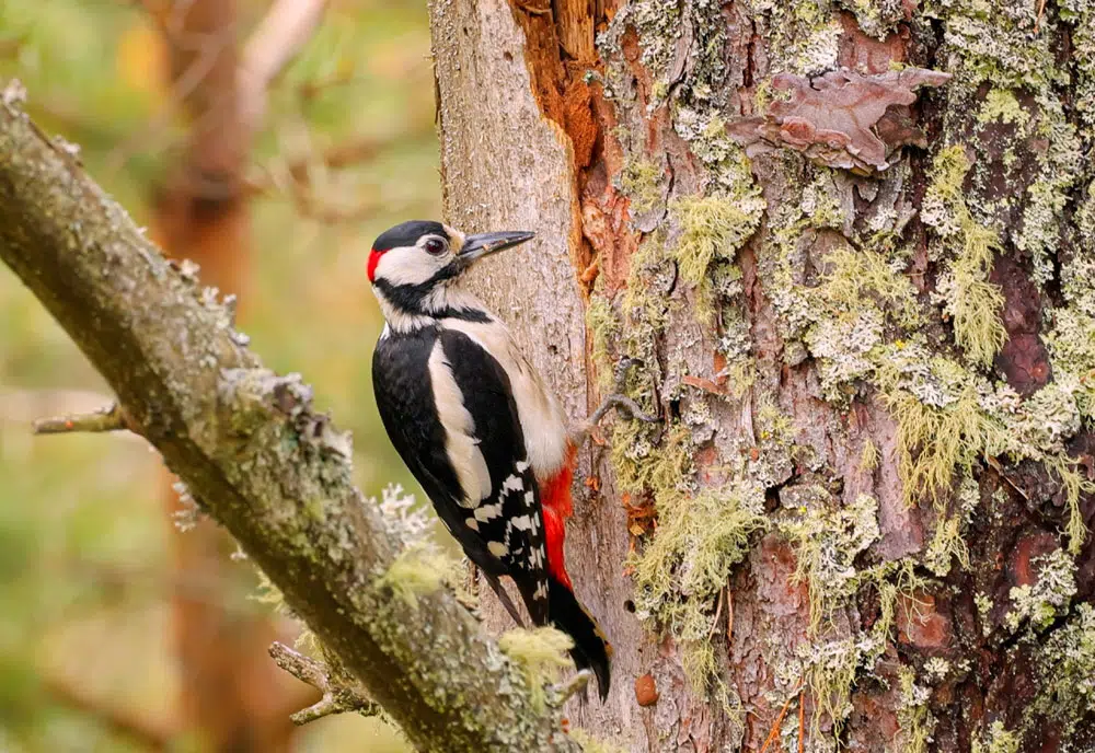 Pic épeiche sur un arbre cherchant de la nourriture