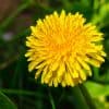 Utiliser les plantes bio-indicatrices