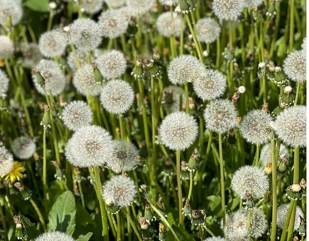 Pissenlit dans le jardin