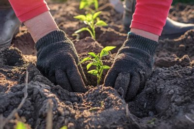 légumes à planter en automne