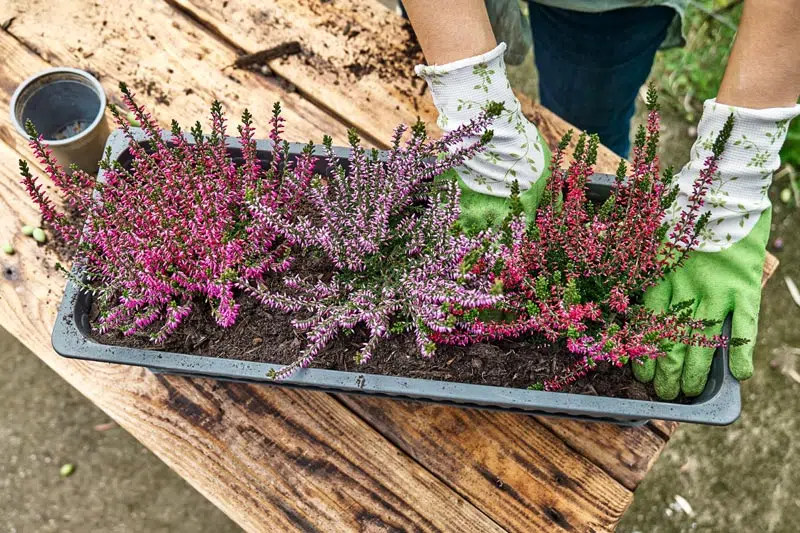 Réussir la plantation des plantes de terre de bruyère