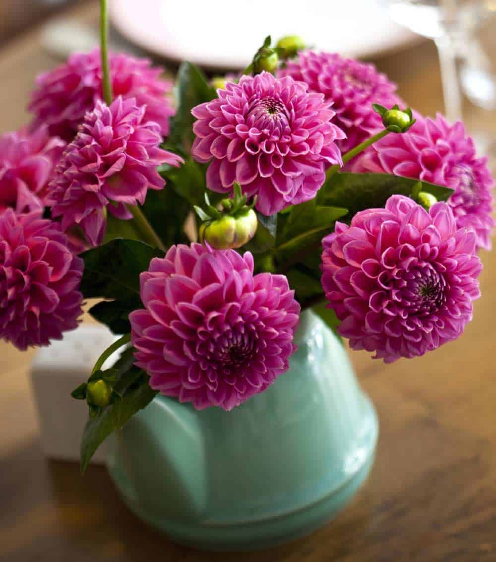 Dahlia en pot.