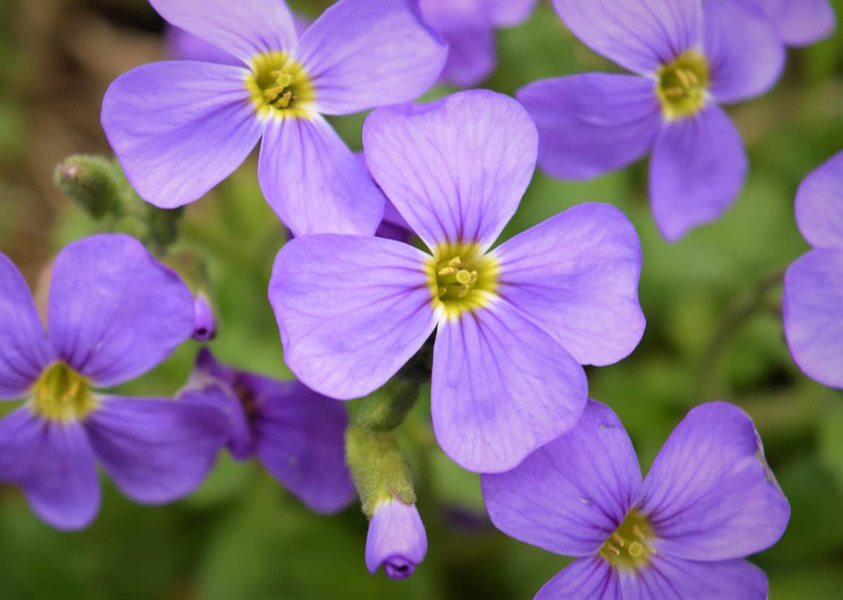 Plantes alpines pour mini rocaille - La terre est un jardin