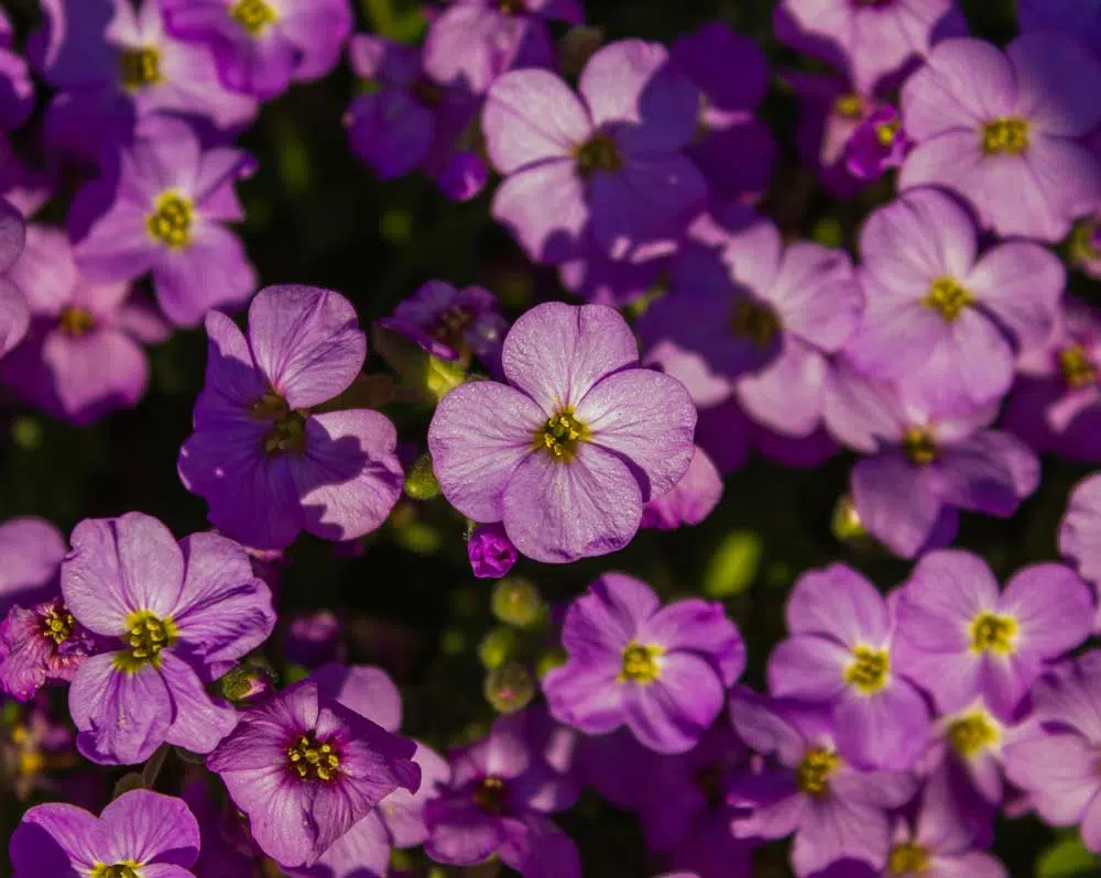 Aubriète