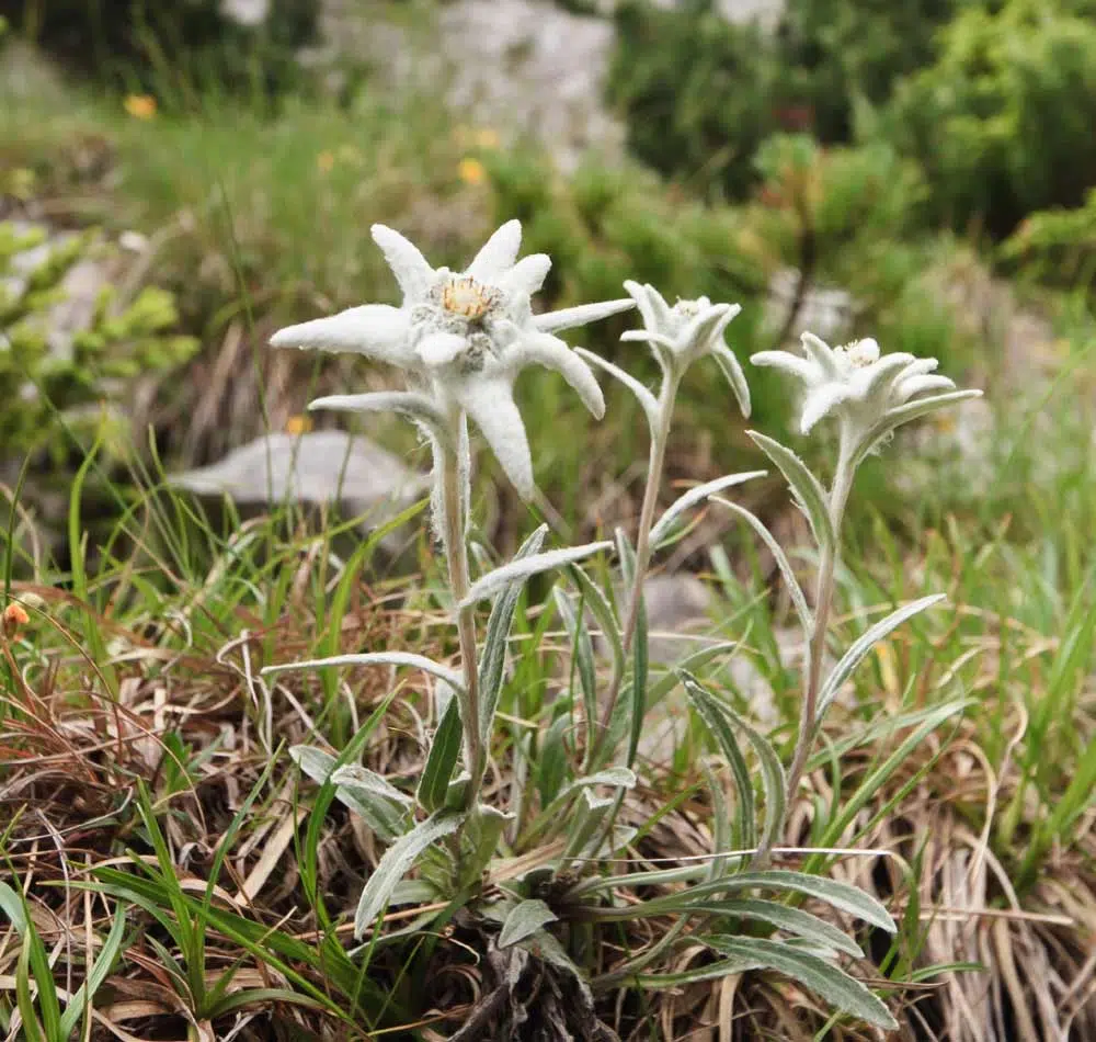 Edelweiss