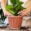 plantes d’intérieur increvables et faciles à entretenir