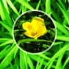 Identifier rapidement les plantes toxiques en cas d'ingestion