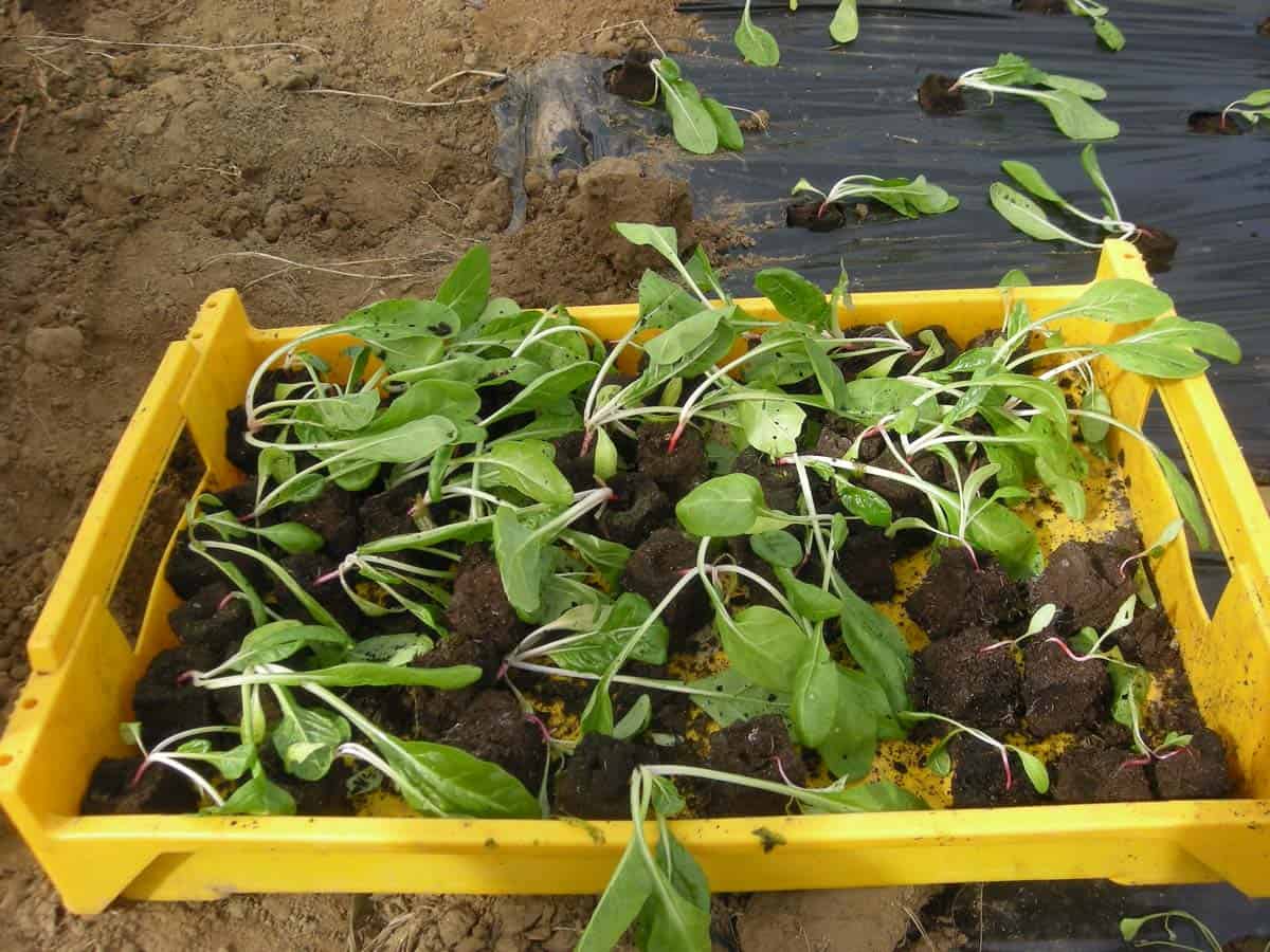 Plants de blette