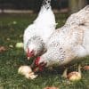 Profiter de l’aide des poules pour préparer le jardin d’hiver