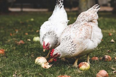 Profiter de l’aide des poules pour préparer le jardin d’hiver