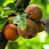 Pommes qui pourrisent sur l'arbre : la monoliose