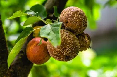 Pommes qui pourrisent sur l'arbre : la monoliose