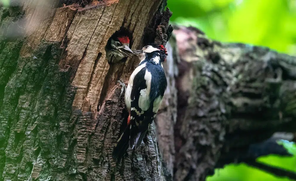 Pic épeiche et un poussin