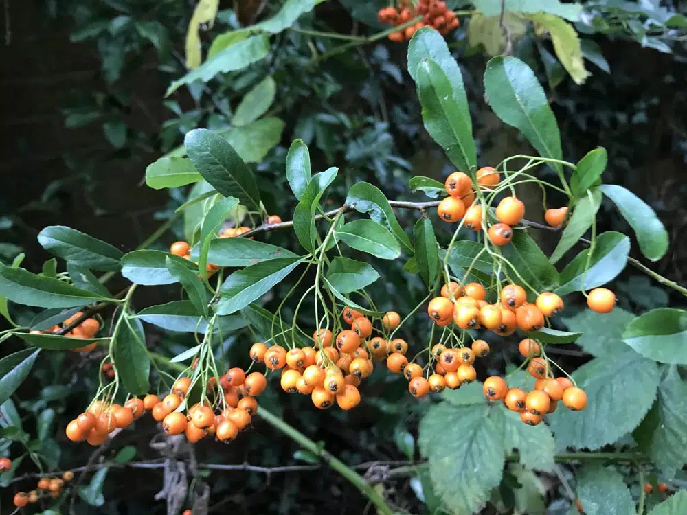 Pyracantha