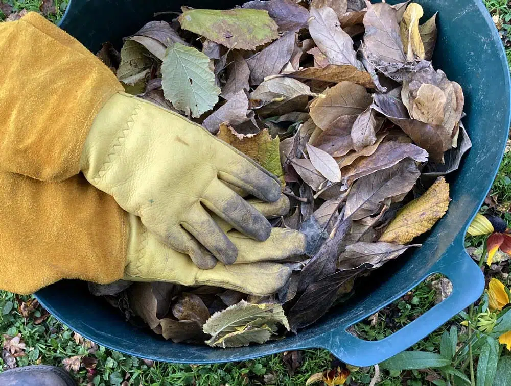 feuilles mortes ramassées