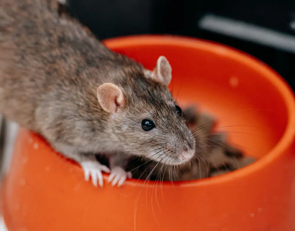 Rat qui se délecte de la nourrir des animaux de compagnie.