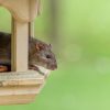 infestations de rats et souris en automne