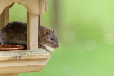 infestations de rats et souris en automne
