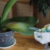 Comment sauver une orchidée ? Nos conseils