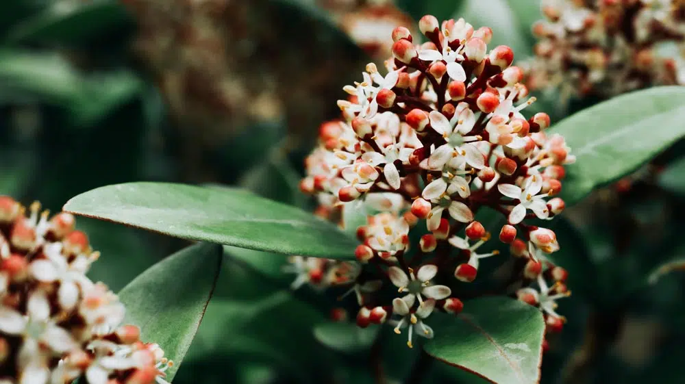 LSkimmia japonica