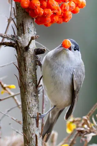 Sorbier des oiseleurs nourrit un oiseax de passage dans le jardin.