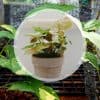 Pourquoi les feuilles de mon syngonium jaunissent