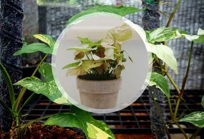 Pourquoi les feuilles de mon syngonium jaunissent