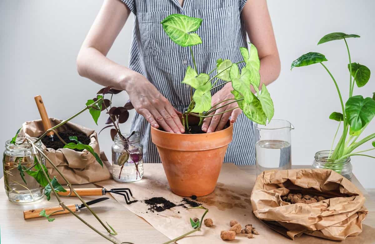 Syngonium, plantation et entretien