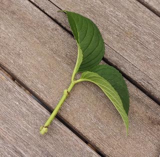 Prélèvement tige hortensia