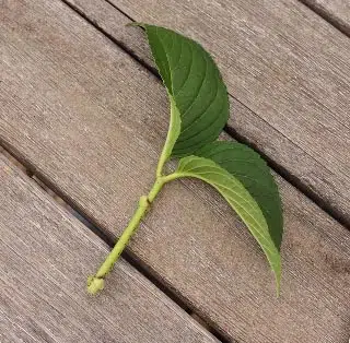 Prélèvement tige hortensia