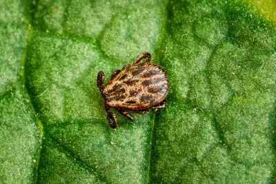 L’encéphalite à tiques progresse en France