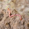 Le ver de terre serait l'animal le plus important sur terre