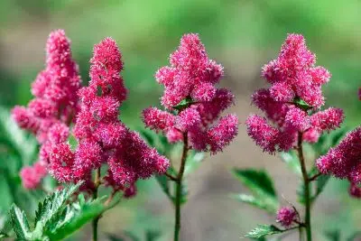 Notre sélection de vivaces à planter dès maintenant