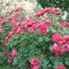Les 10 plus beaux Rosiers buissons à fleurs groupées