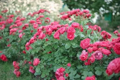 Les 10 plus beaux Rosiers buissons à fleurs groupées