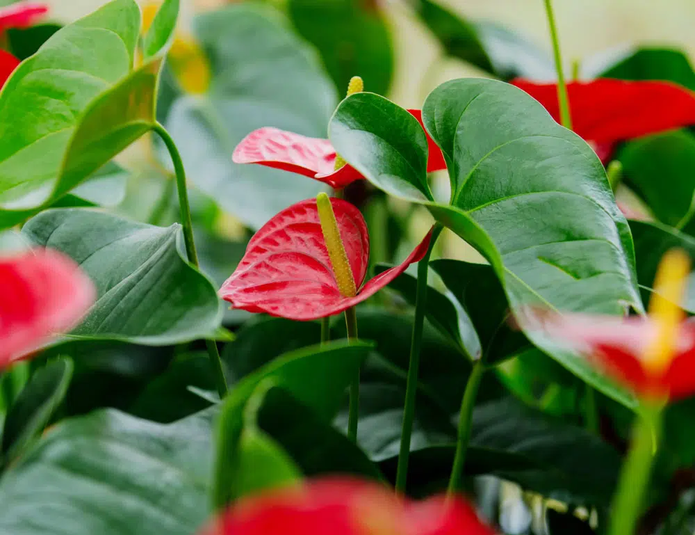 Anthurium