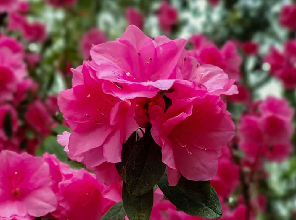 L’azalée