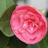 la fleur la plus rare du monde