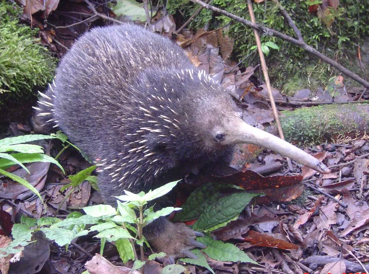 Échidné à long bec occidental (Zaglossus bruijni)