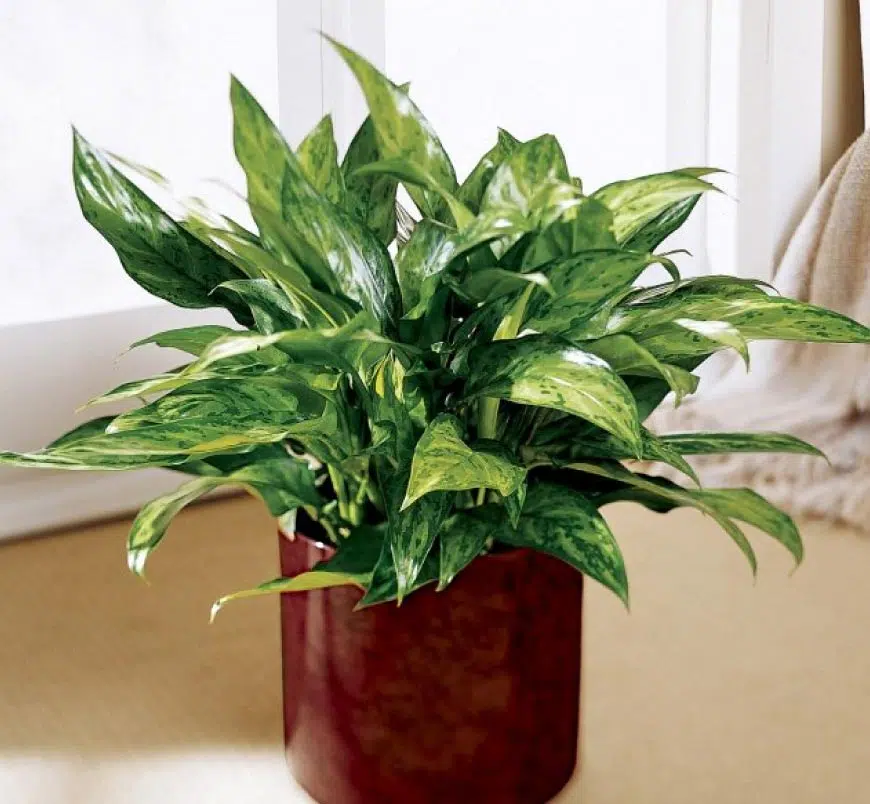 L'Aglaonema ou "plante chinoise d'Evergreen", est une plante d'intérieur très appréciée pour la beauté de ses feuilles et sa facilité d'entretien.