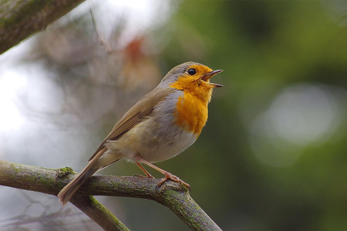 8 conseils pour apprivoiser un rouge-gorge dans le jardin