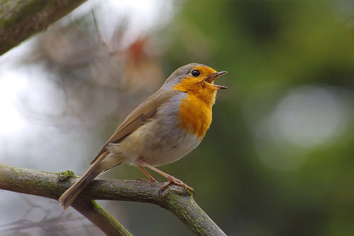 8 conseils pour apprivoiser un rouge-gorge dans le jardin
