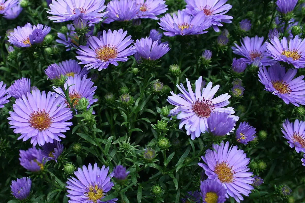 Aster