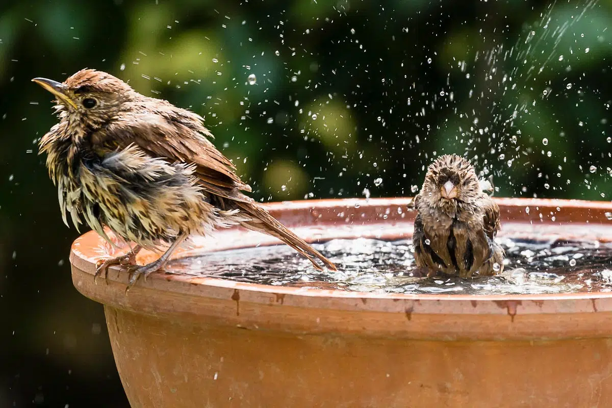 Abreuvoir et bain d'oiseau.