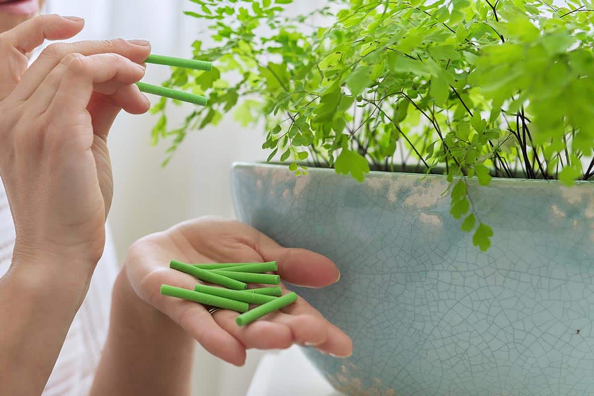 Bâtonnets d'engrais à mettre dans les plantes après le rempotage.