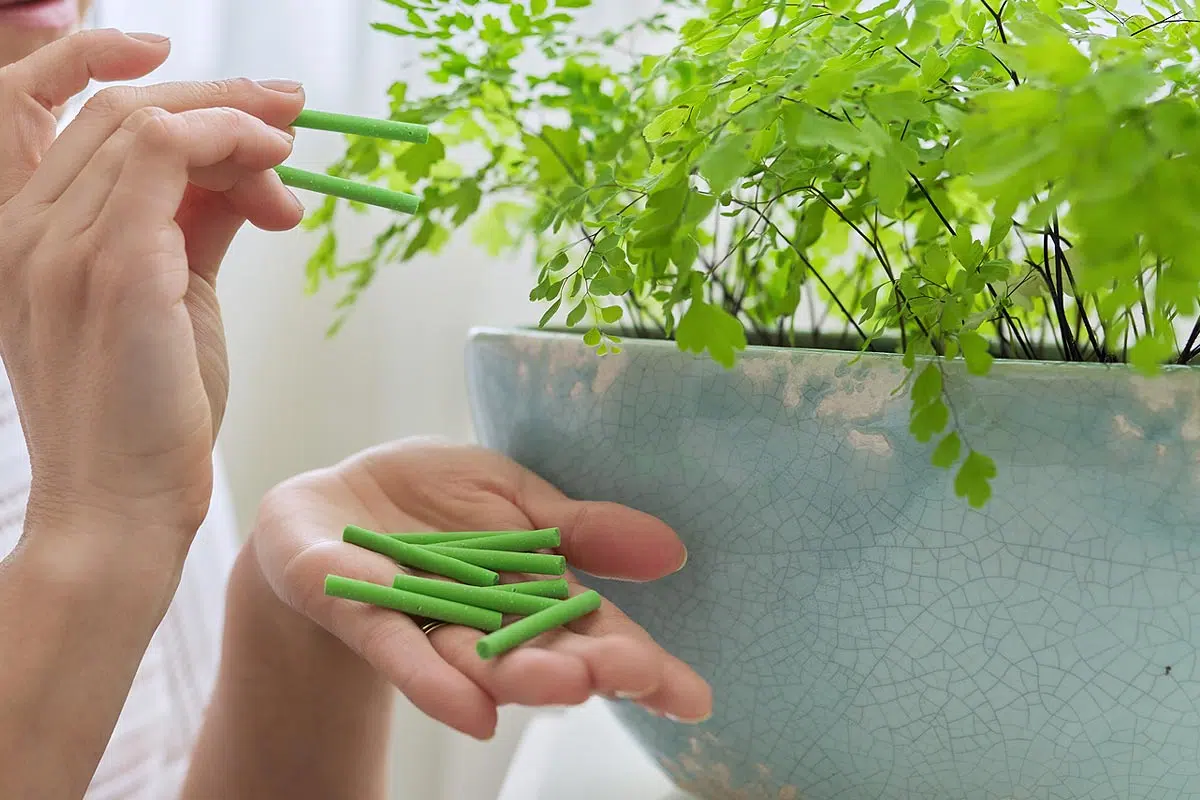 Bâtonnets d'engrais à mettre dans les plantes après le rempotage.