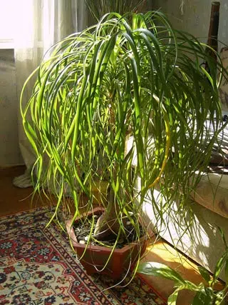 Beaucarnéa dans la maison