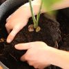 Pourquoi faut-il toujours rempoter les plantes achetées en jardinerie ?