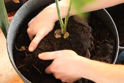 Pourquoi faut-il toujours rempoter les plantes achetées en jardinerie ?