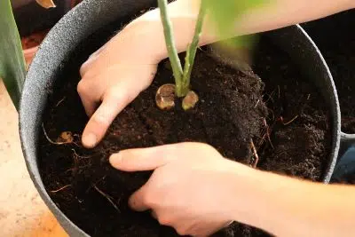 Pourquoi faut-il toujours rempoter les plantes achetées en jardinerie ?